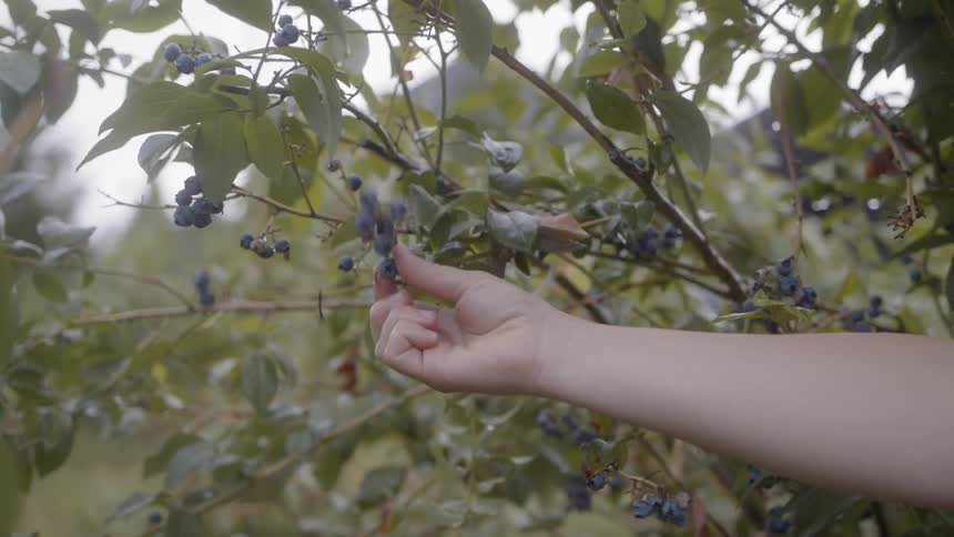 Man And Woman Picking Blueberries