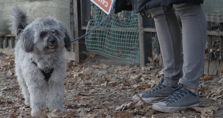 A dog on a leash