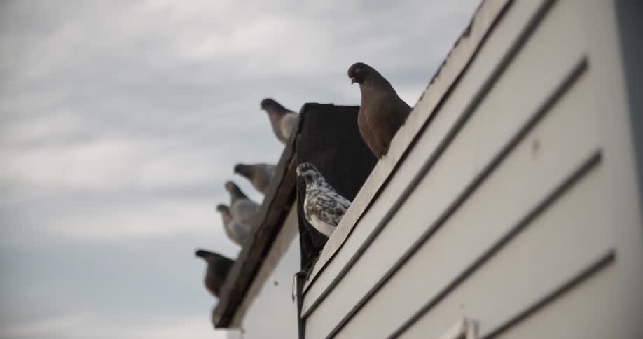 A line of birds on top of a building