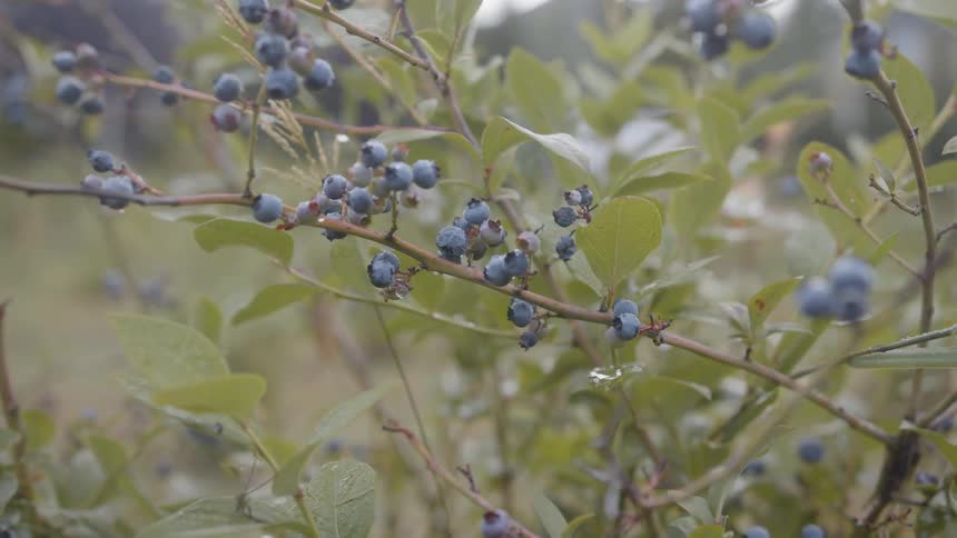 Man And Woman Picking Blueberries