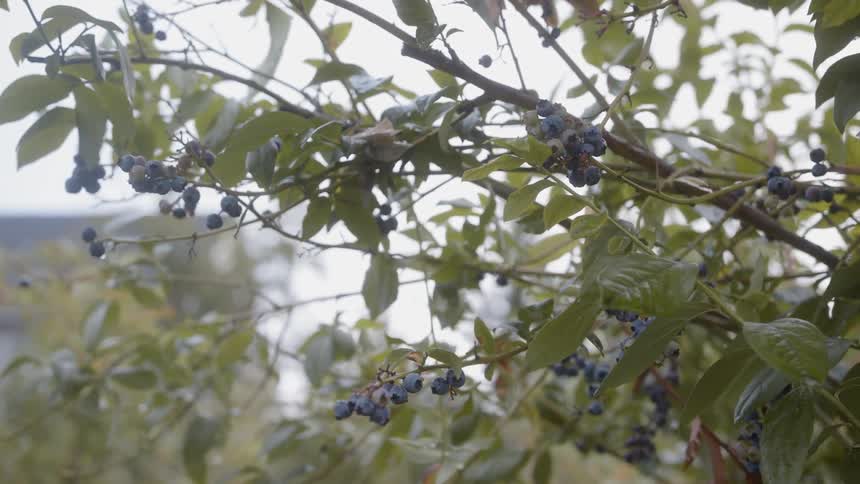 Person picks a berry off a tree branch