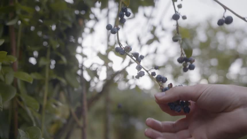 Blueberries growing on a bush
