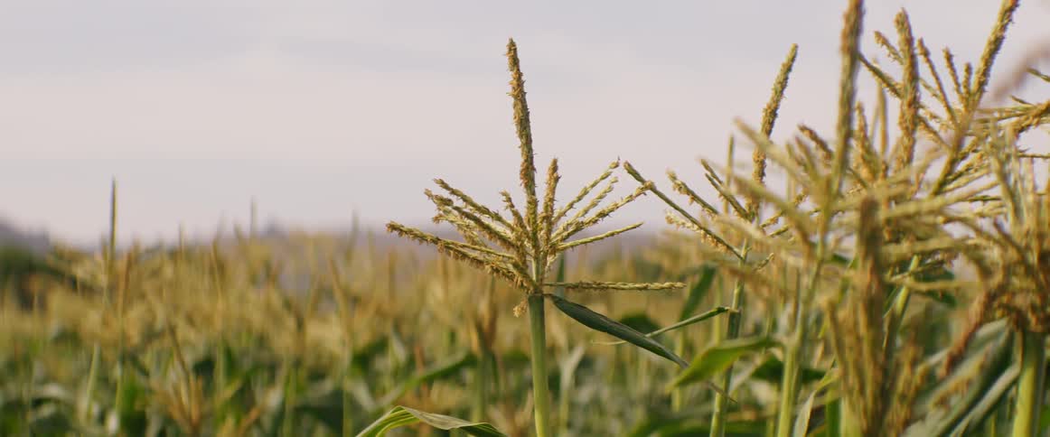 Large crop of wheat on a cloudy day