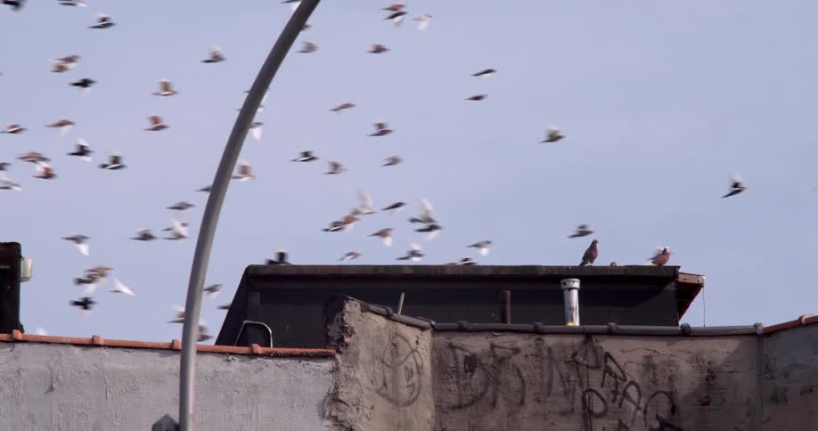 Birds fly overhead as others perch on top of a building