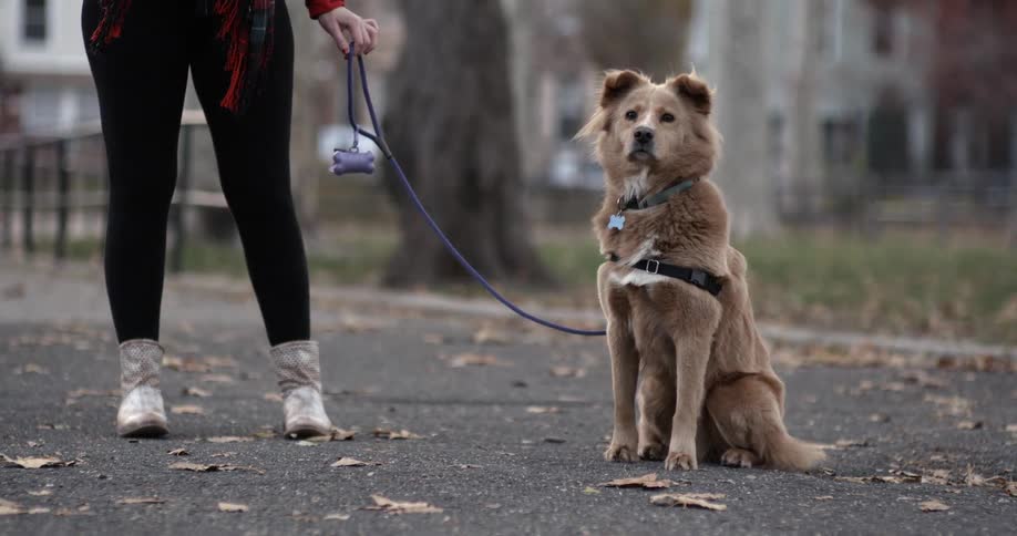 A woman stands outside holding the leash to a sitting dog