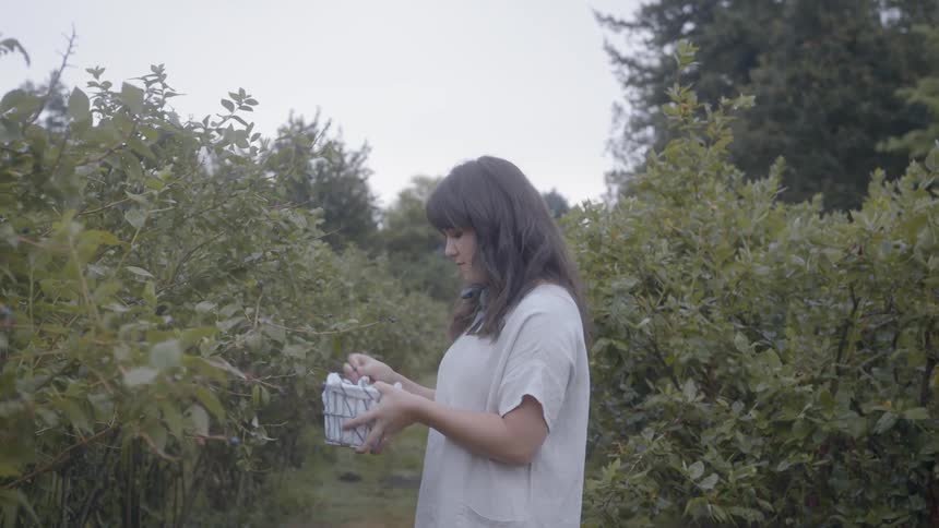 Woman and man collect blueberries from bushes
