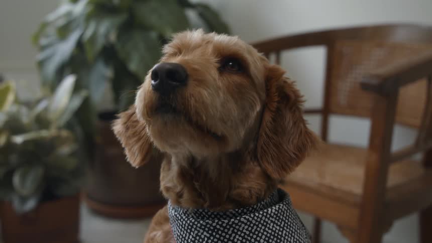 Dog in scarf looks up