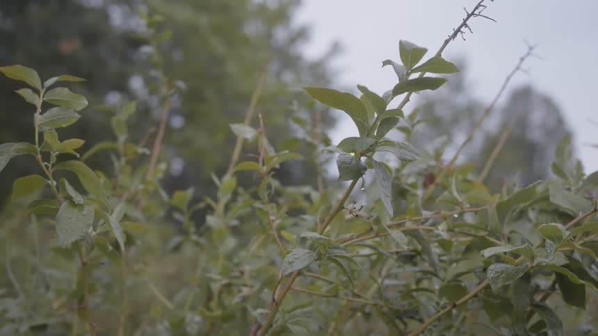 Plants on a field