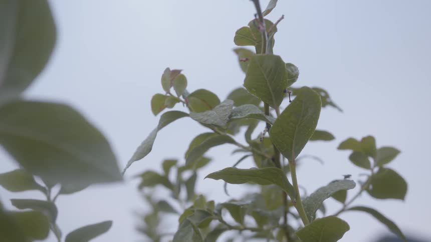 Some type of shrubbery blowing in the wind