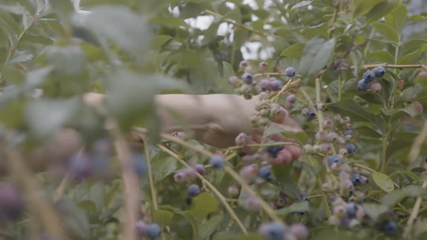 A person picks berries from a bush