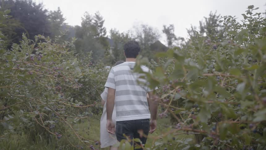 Man And Woman Picking Blueberries