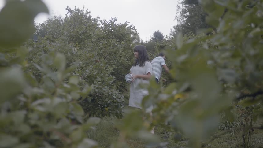 A man and woman are picking some type of produce from rows of large plants