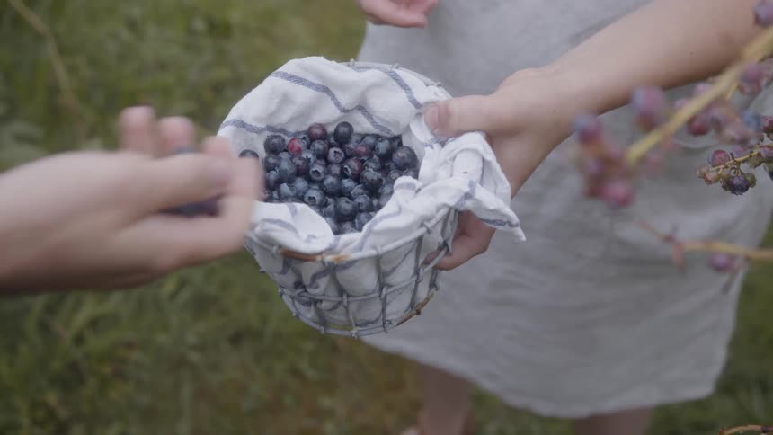 A woman holds a basket of blueberries in an orchard
