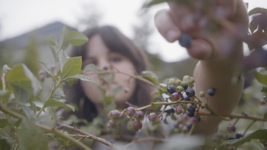 Man And Woman Picking Blueberries