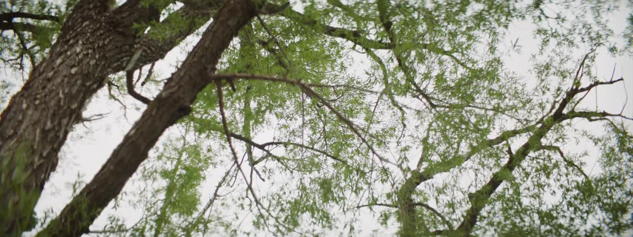 Worm's eye view of tree canopy in forest