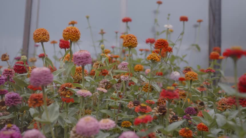 Color flowers bloom in the garden before the wall