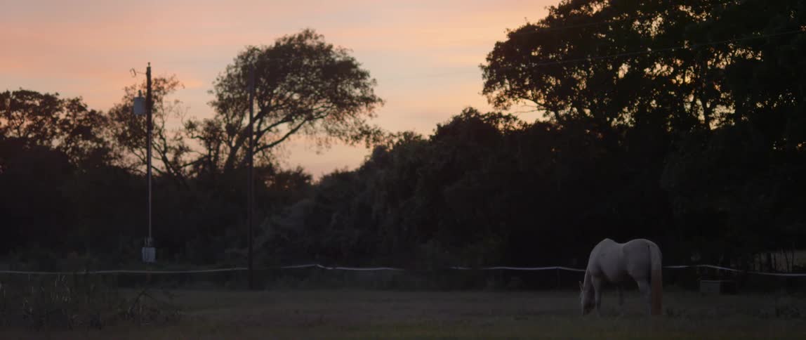 A horse grazes in a field