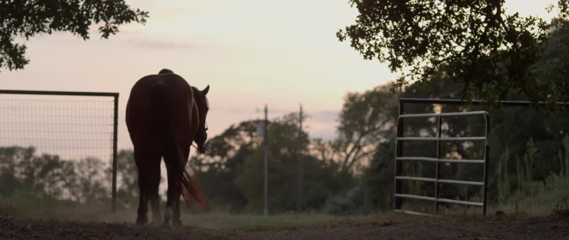 A woman leads a horse through a gate and into a field at sunset