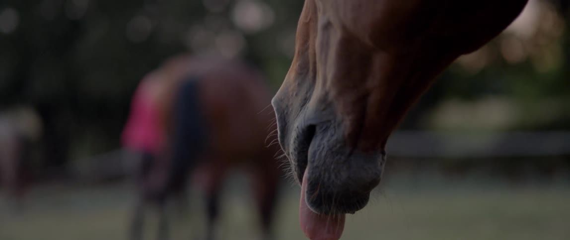 A horse mouth