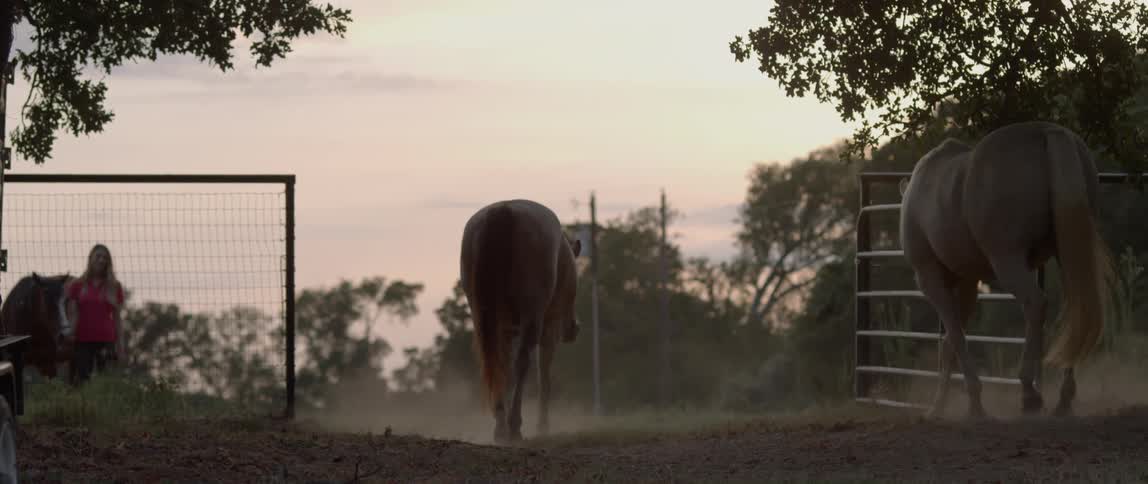 Horses kick up dust while walking on a ranch at sunset