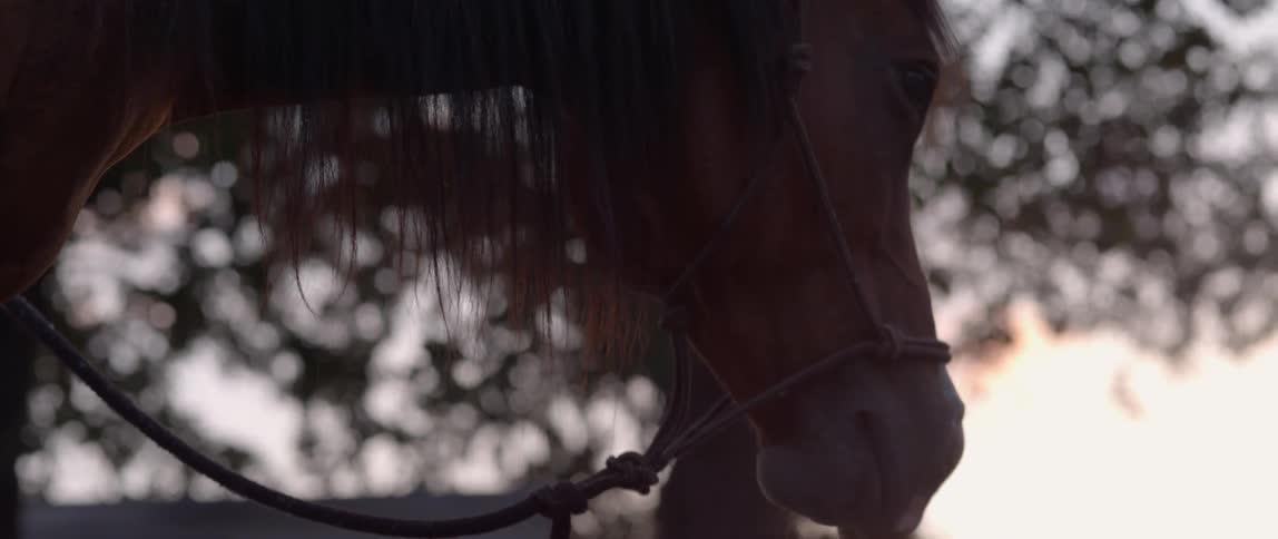 Woman rubbing a horse's stomach and chest