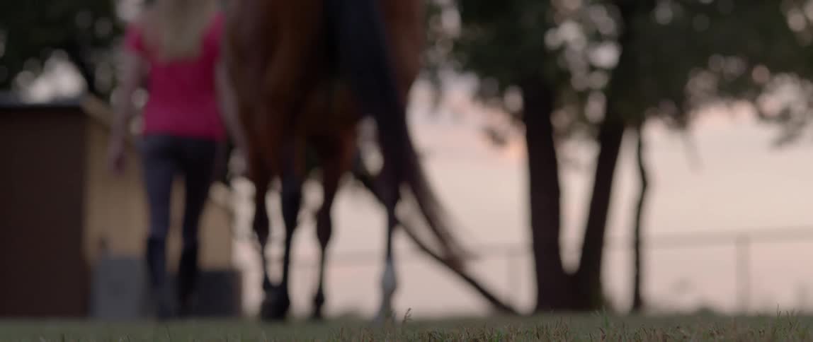 A horse is led forwards by a jodhpurs wearing stable girl