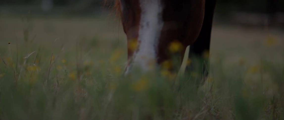 A horse is grazing at sunset