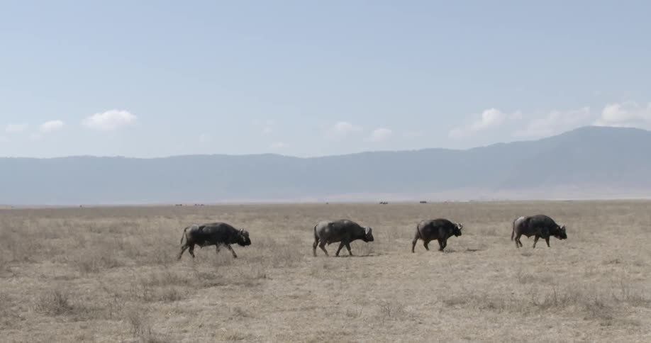 Cattle on an african plain