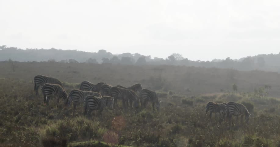 Zebras grazing in a field