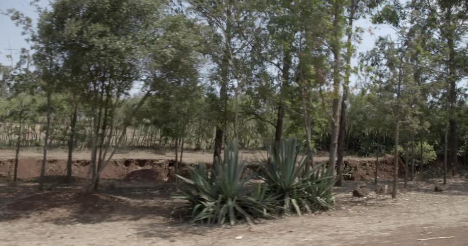 A dry barren forest