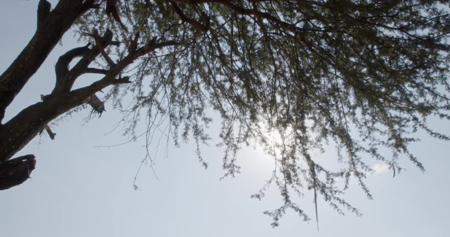 A tree is shown