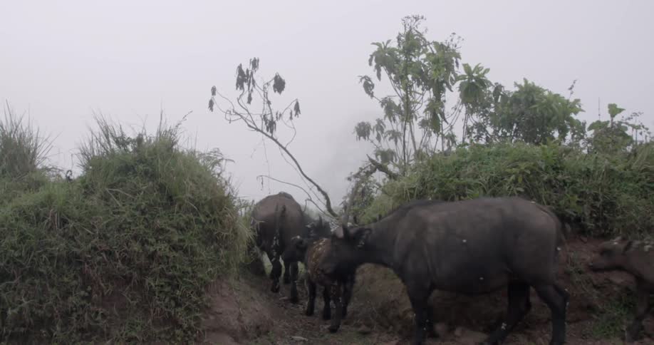 Cattle walking on a path surrounded by bushes