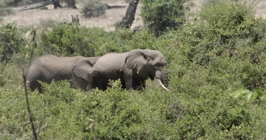 Elephants are grazing