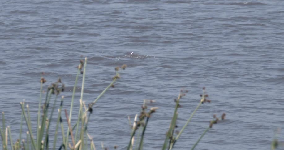 A hippo in the water