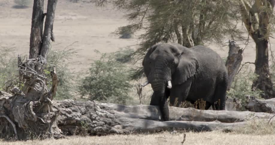 An elephant picking at something between branches of a fallen tree