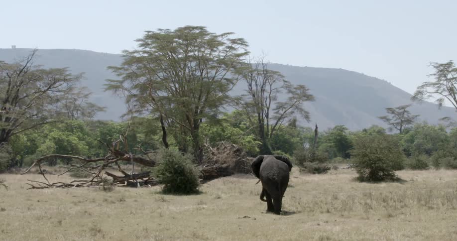 A elephant is walking in the grass