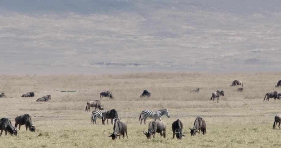 Animals on an african savannah