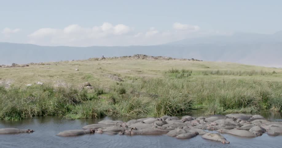 Hippos in a river