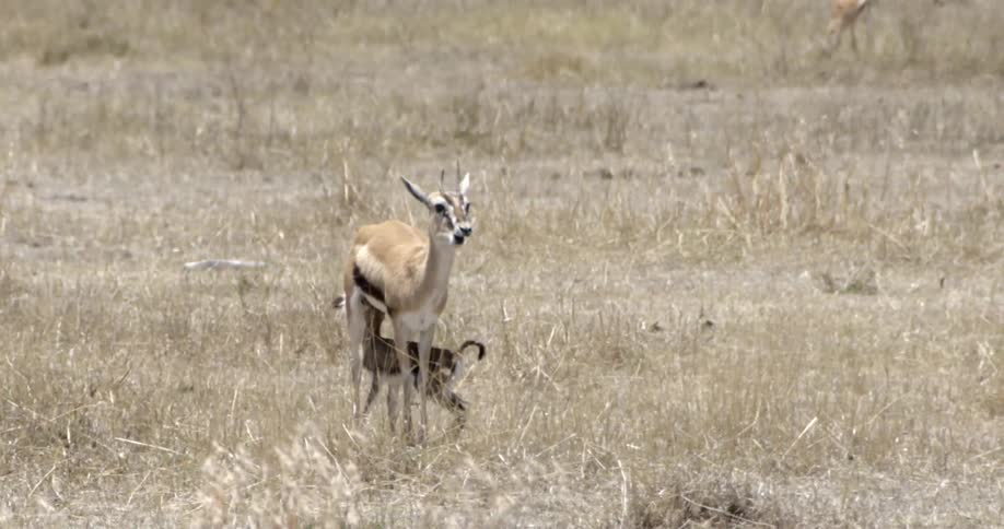 A deer at the meadow