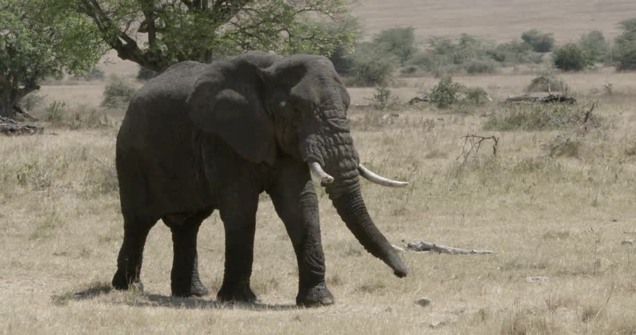 An elephant walking