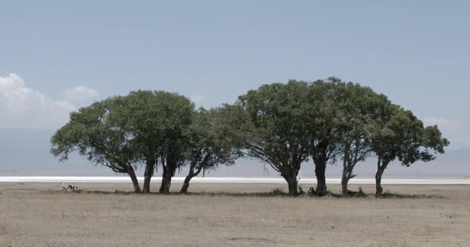 Trees give shade to a bare ground at day