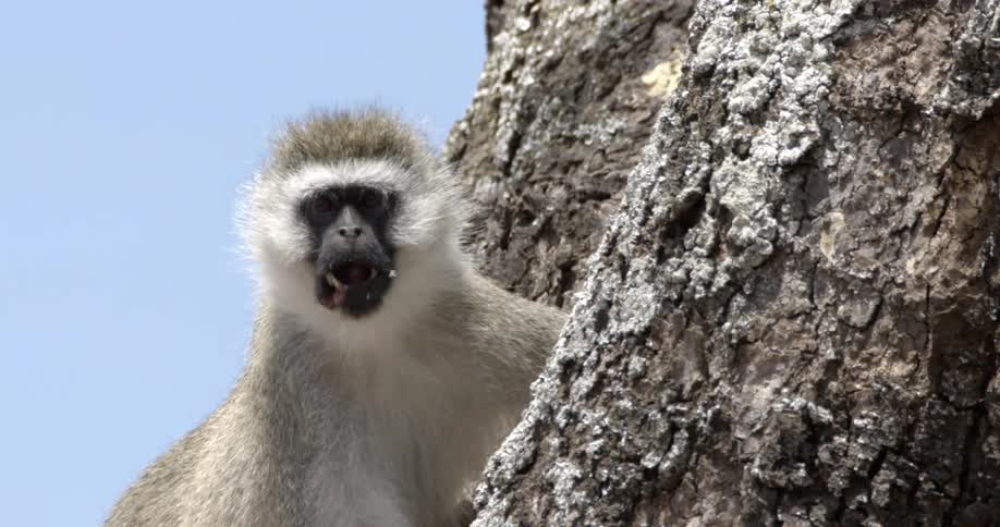 A monkey on a cliff edge