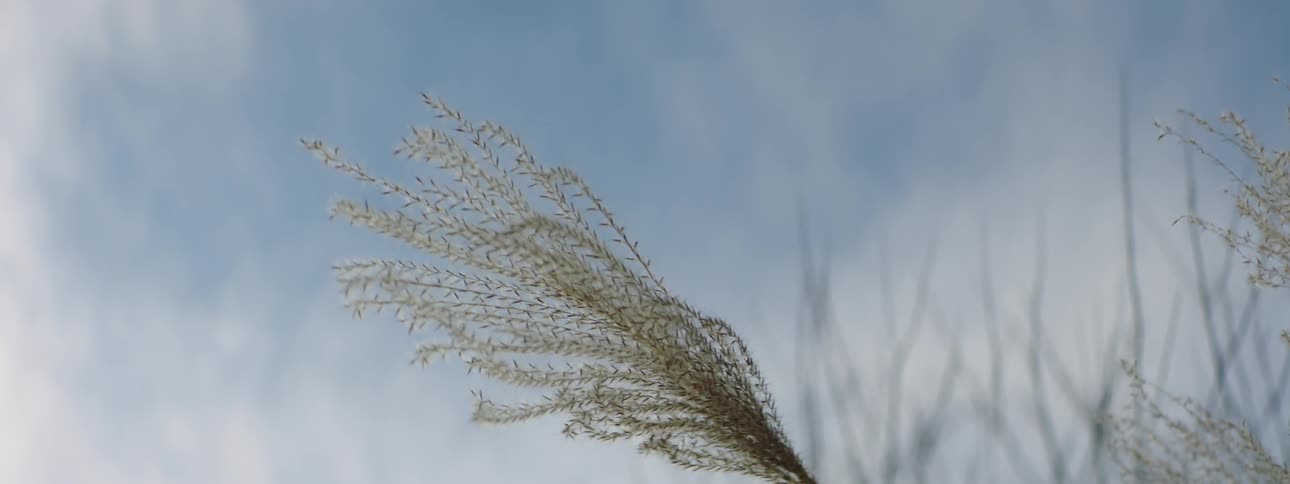 The wind blows and plants move outdoors