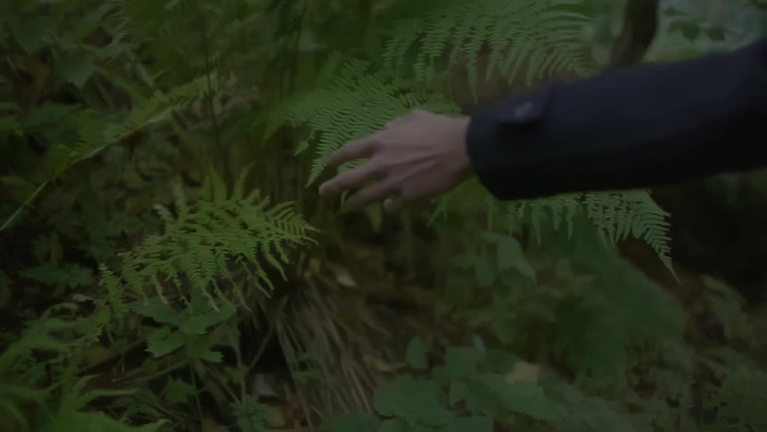 A woman's hand brushing fern fronds as she walks