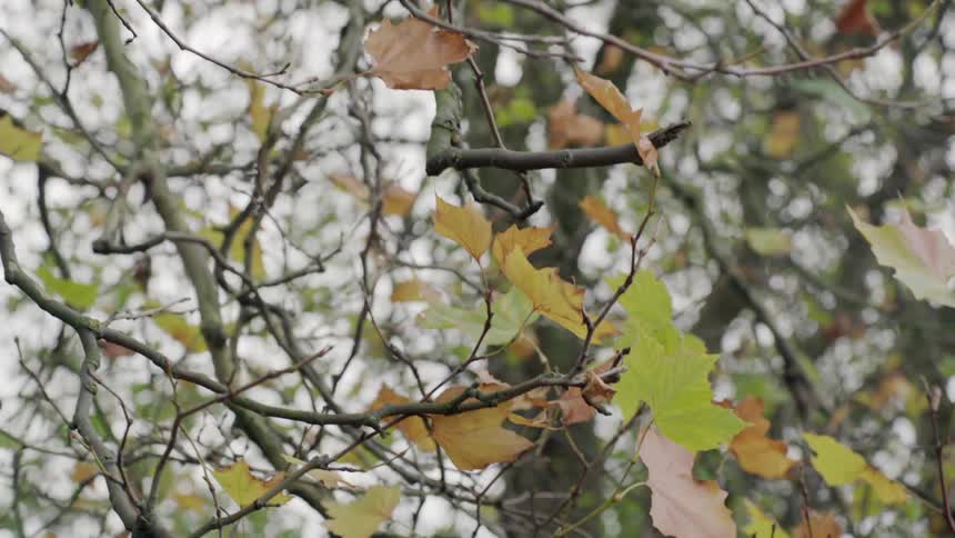 Trees are growing in the forest