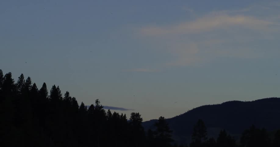 Birds are flying in the horizon by a wooded area