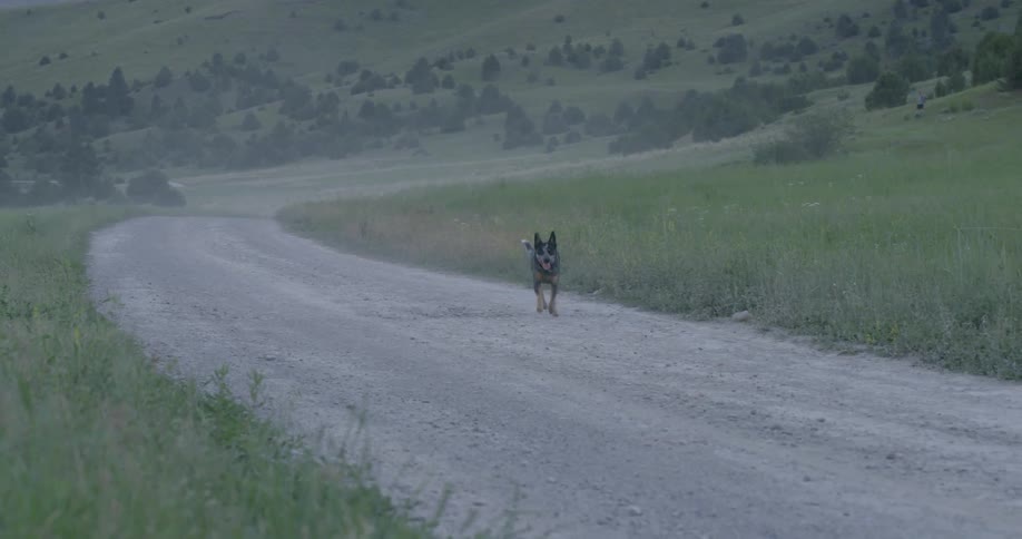 A dog runs on a rural dirt road