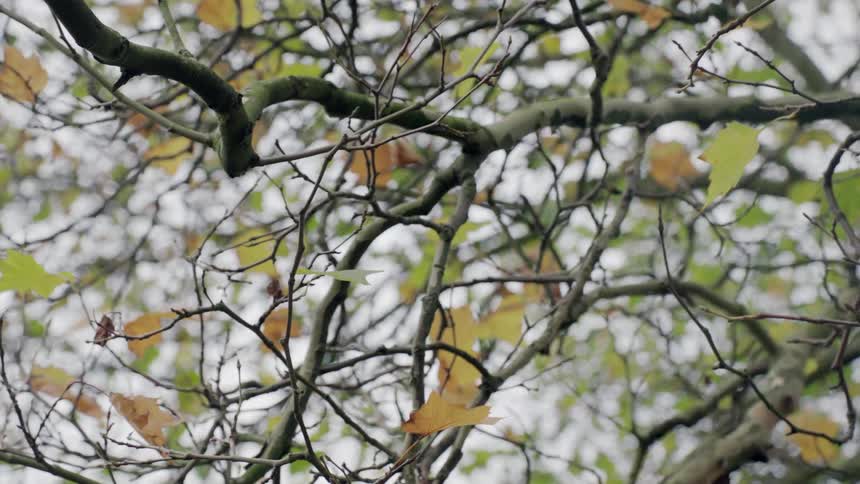 Orange and green leaves on a branch