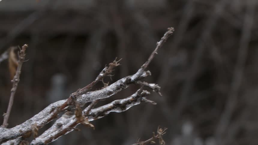 Winter Close Ups