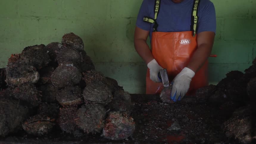 A man uses a tool to crack open shellfish